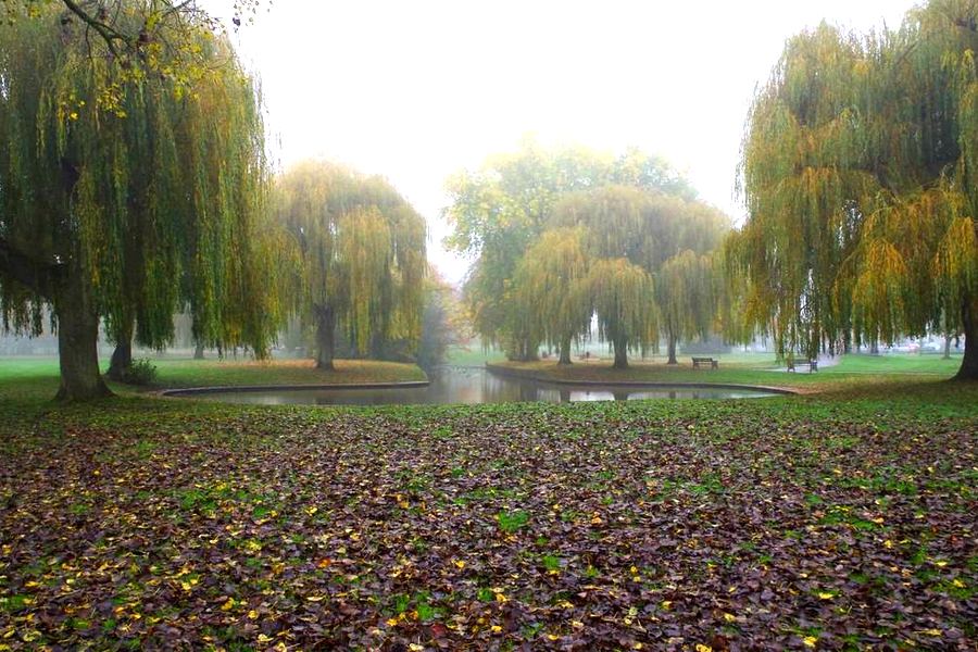 Willow trees around the pond in Sanders Park, Bromsgrove, on an autumn morning